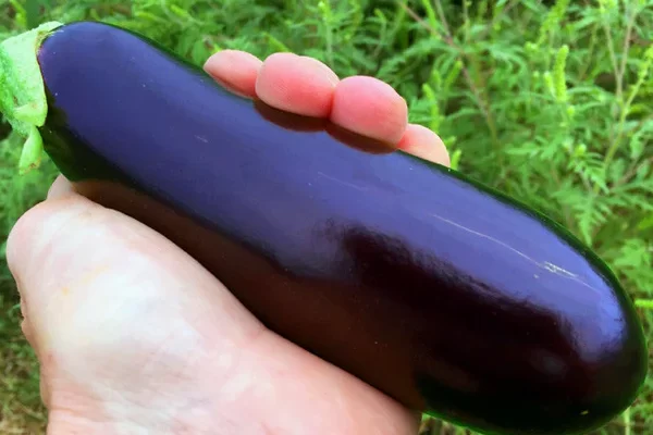 Penis Filler
